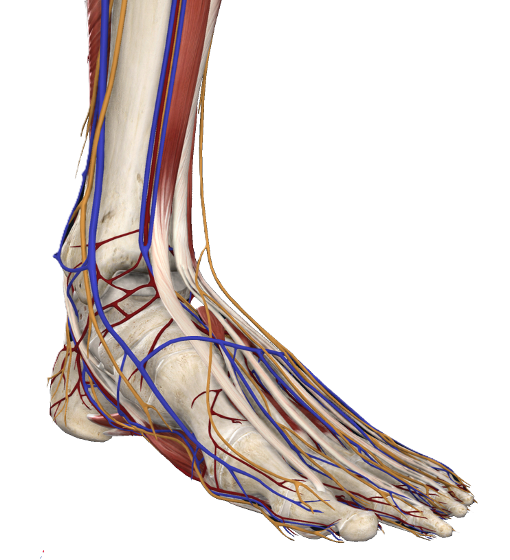 Ankle